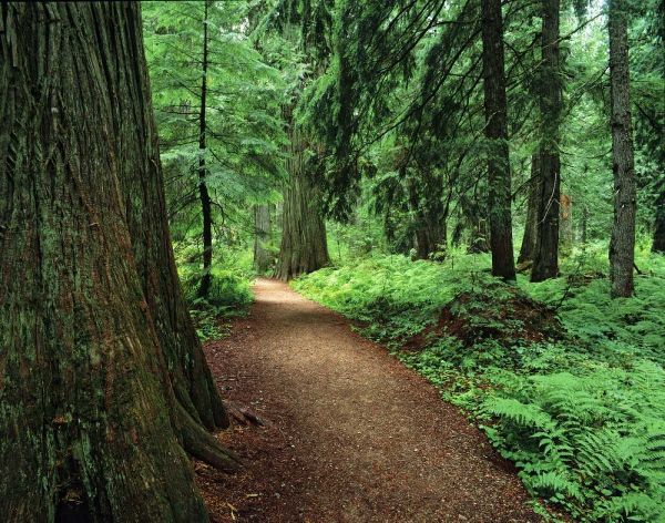 MT, Kootenai NF Trail amid ferns and cedar trees